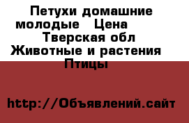 Петухи домашние молодые › Цена ­ 500 - Тверская обл. Животные и растения » Птицы   